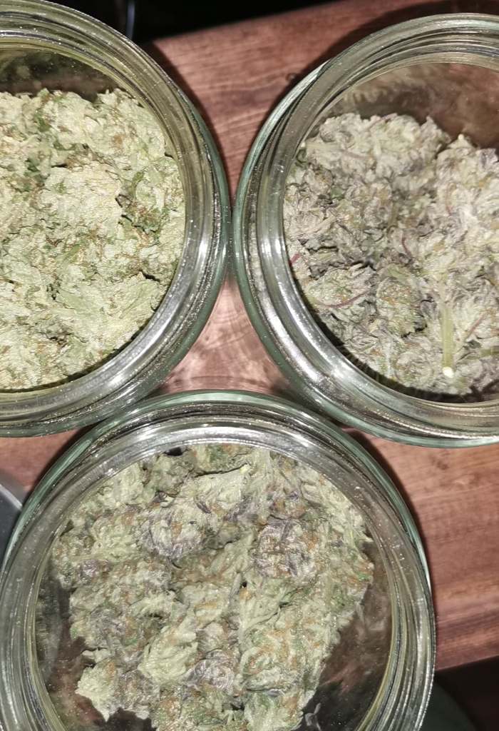 Cannabis in jars at canadian leaf genetics top left to bottom Tally Mon, Micah's Prophecy, Purple God Kush 