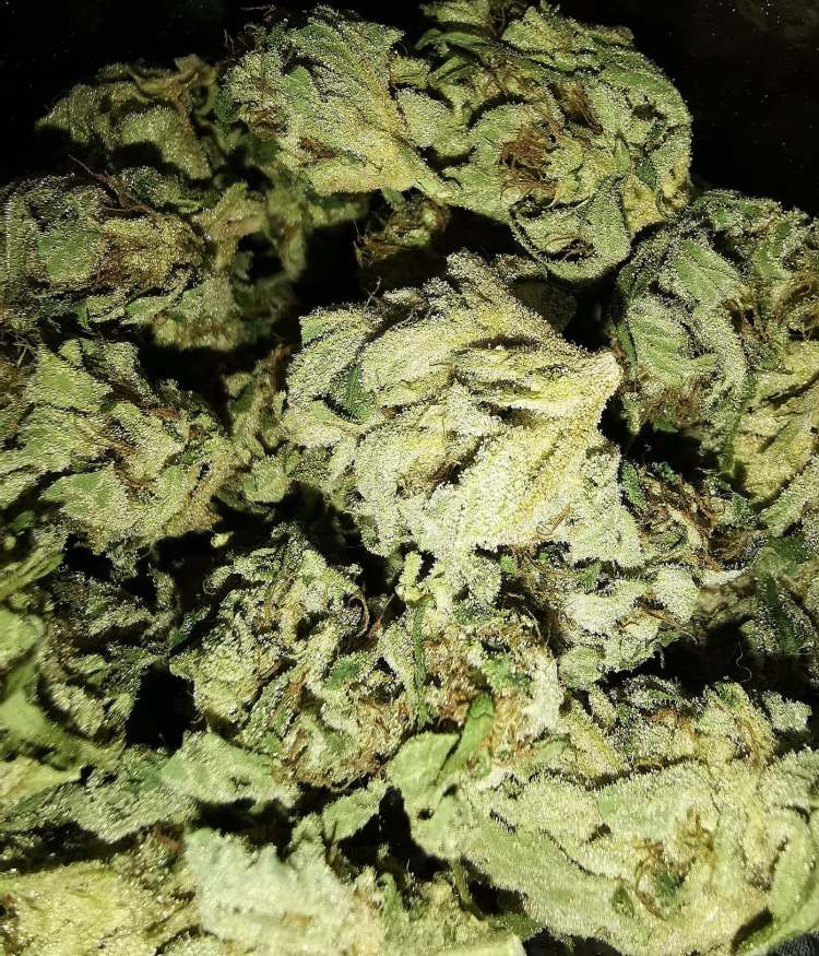 Eh Tally Mon Close up 
Family cannabis seed canadian leaf genetics 