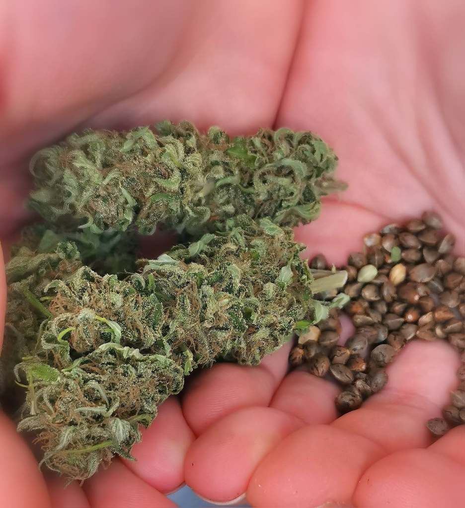Canadian Leaf Genetics Sour Diesel x  cannabis seed
