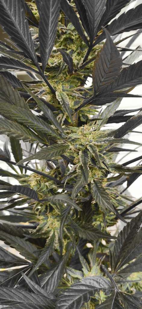 Micah's Prophecy week 8 of flowering in zone 5b cannabis seeds
Canadian Leaf Genetics