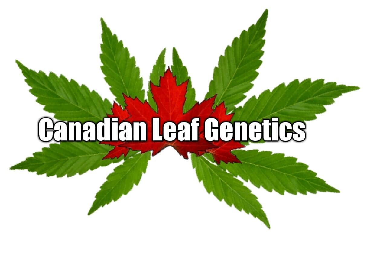 Canadian Leaf Genetics