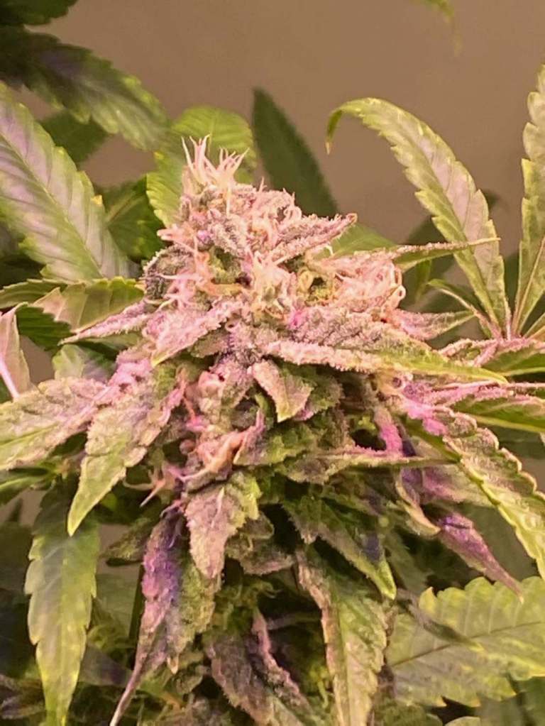 Guava God
Canadian Leaf Genetics